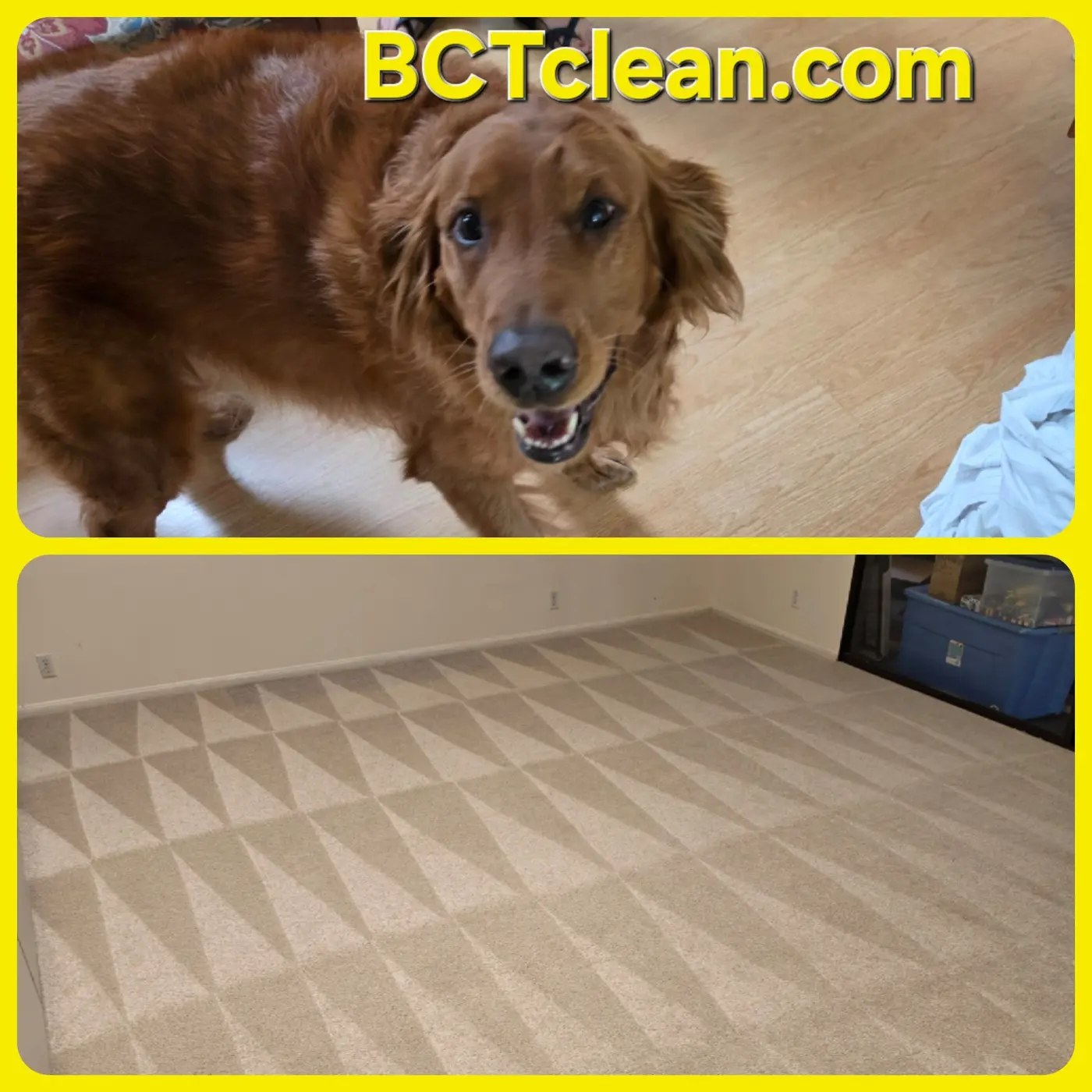 Better Call Tony carpet cleaning with a dog in a Vista home
